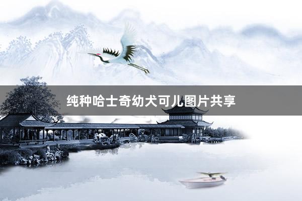 纯种哈士奇幼犬可儿图片共享